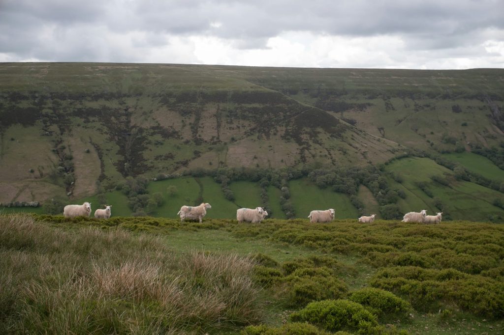 A line of sheep stands on a grassy hillside with rolling green hills and a cloudy sky in the background.